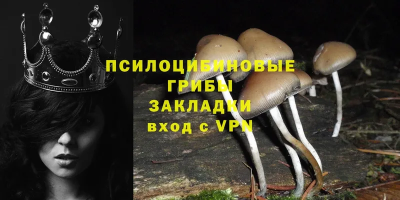 Галлюциногенные грибы Psilocybe  Лодейное Поле 